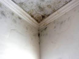 Why You Should Choose Our Mold Remediation Services in Madill, OK